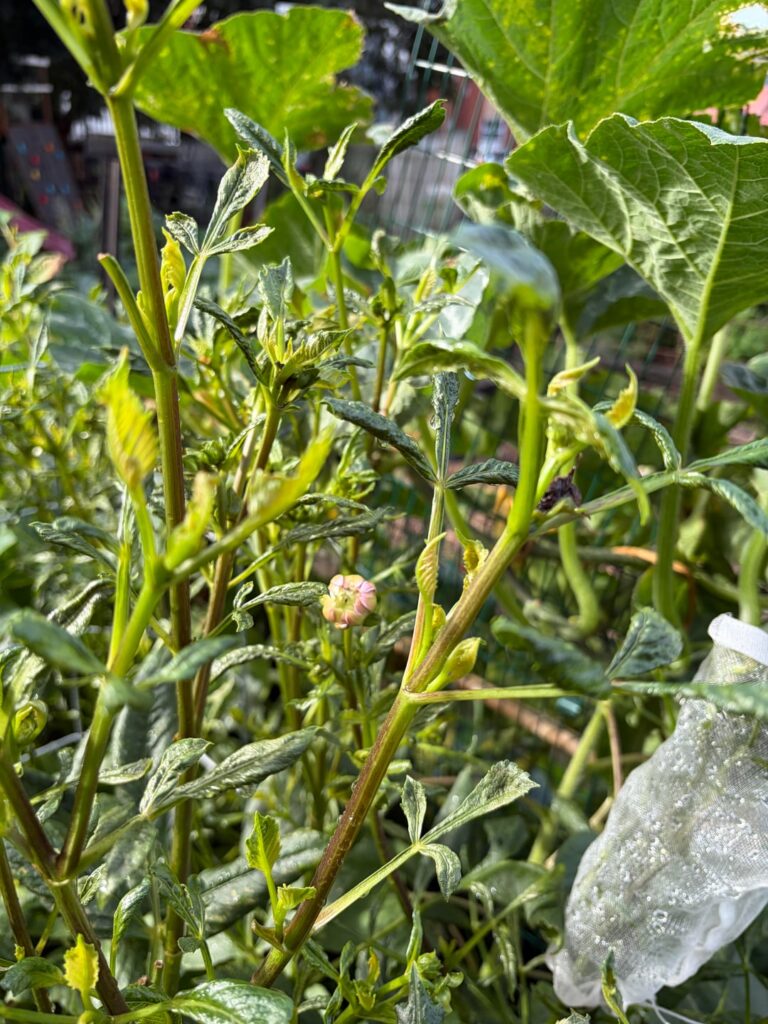 Give it to me straight: are my dahlias going to flower?