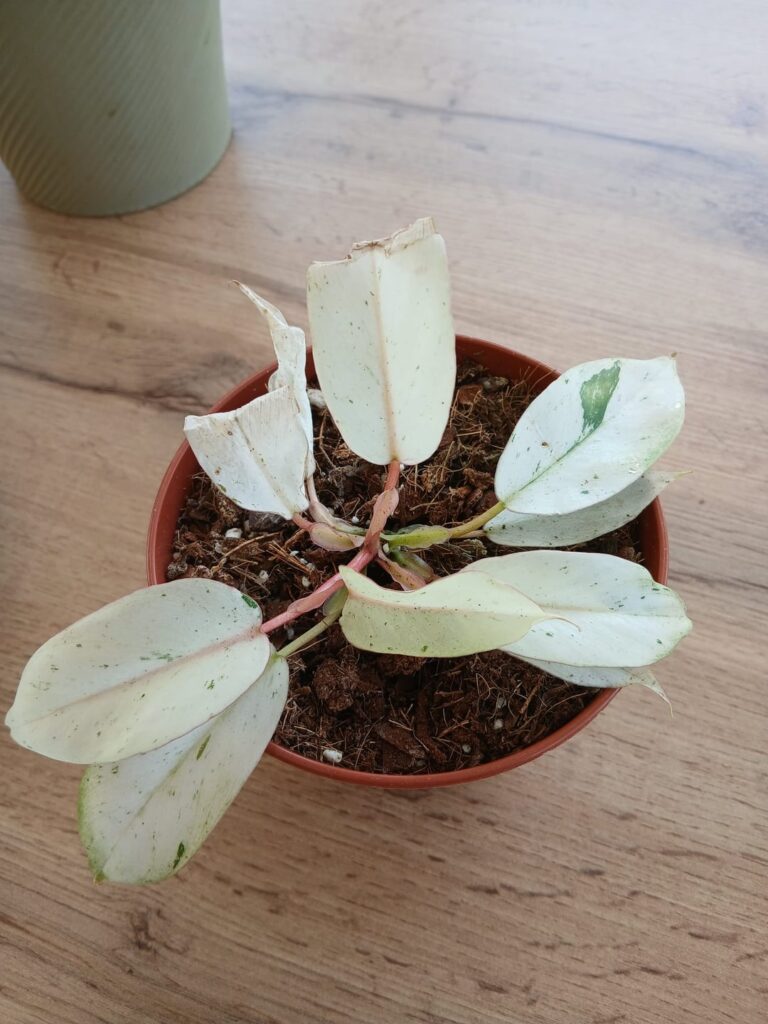 Need help with ID and care advice for this Philodendron Need help with ID and care advice for this Philodendron