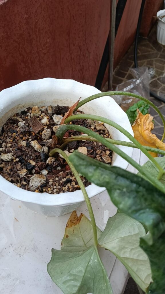 Help with my Alocasia heterophylla