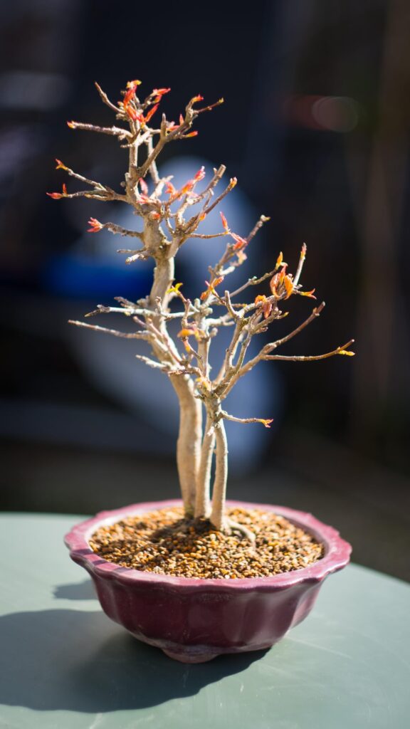 Leafing out | Acer Buergerianum