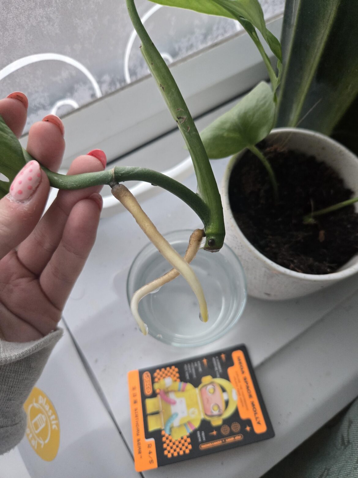 To plant or not to plant