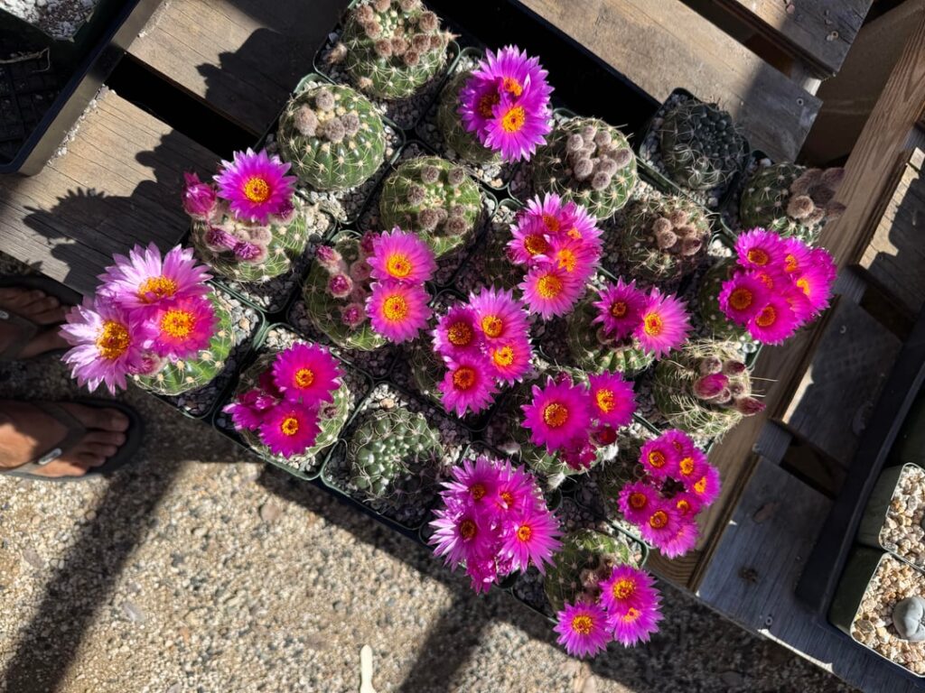 Notocactus uebelmannianus super bl💜💛m