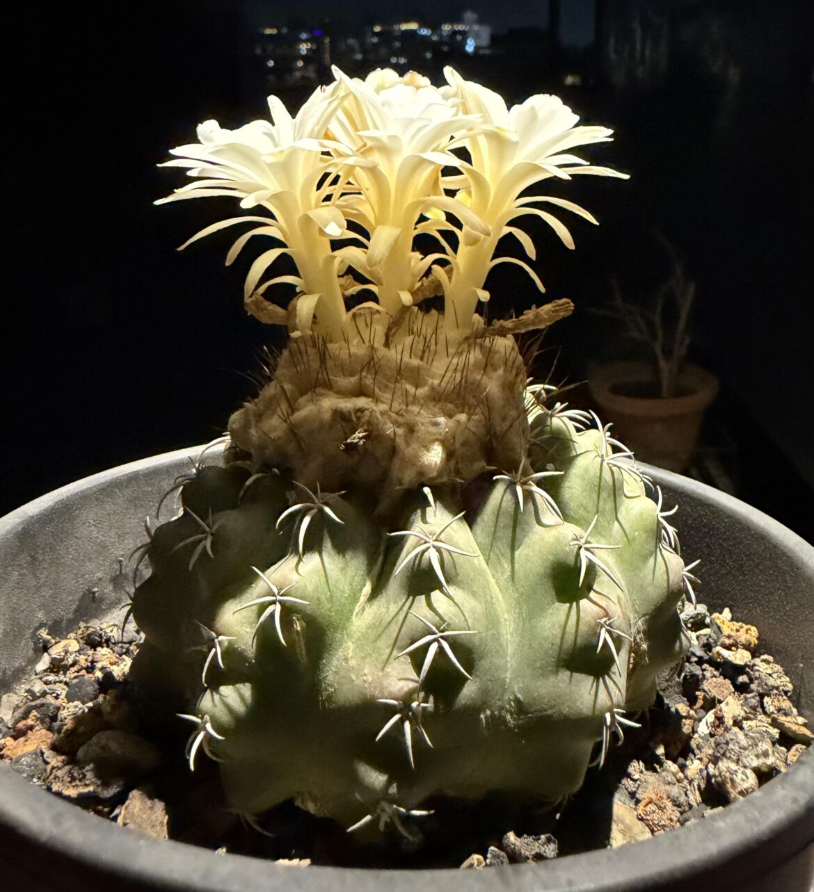 Is this pseudohorstii?