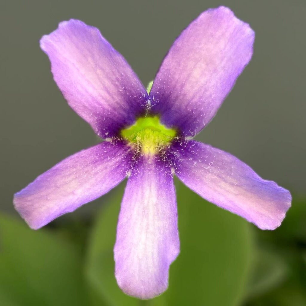 A lovely Pinguicula gigantea bloom 💜🌸