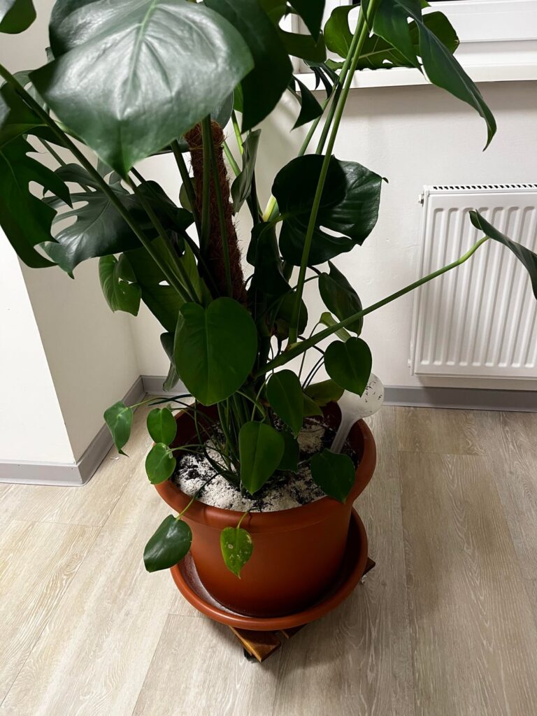 How can I propagate my monstera?