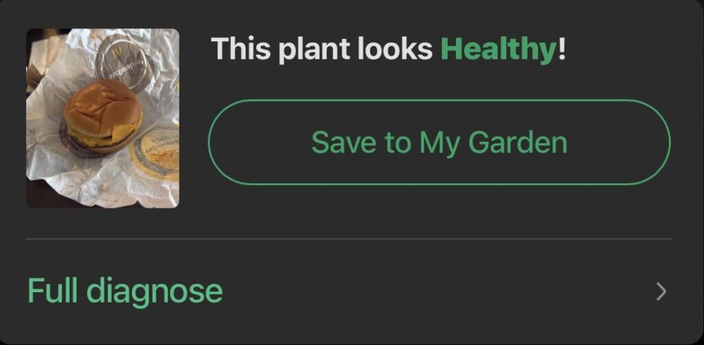 Finally got my plant back to full health! She sure came a long ways.