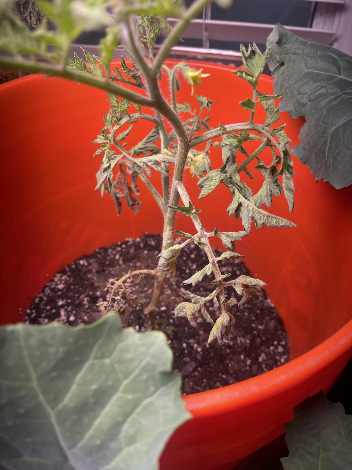 Sick tomatoes?