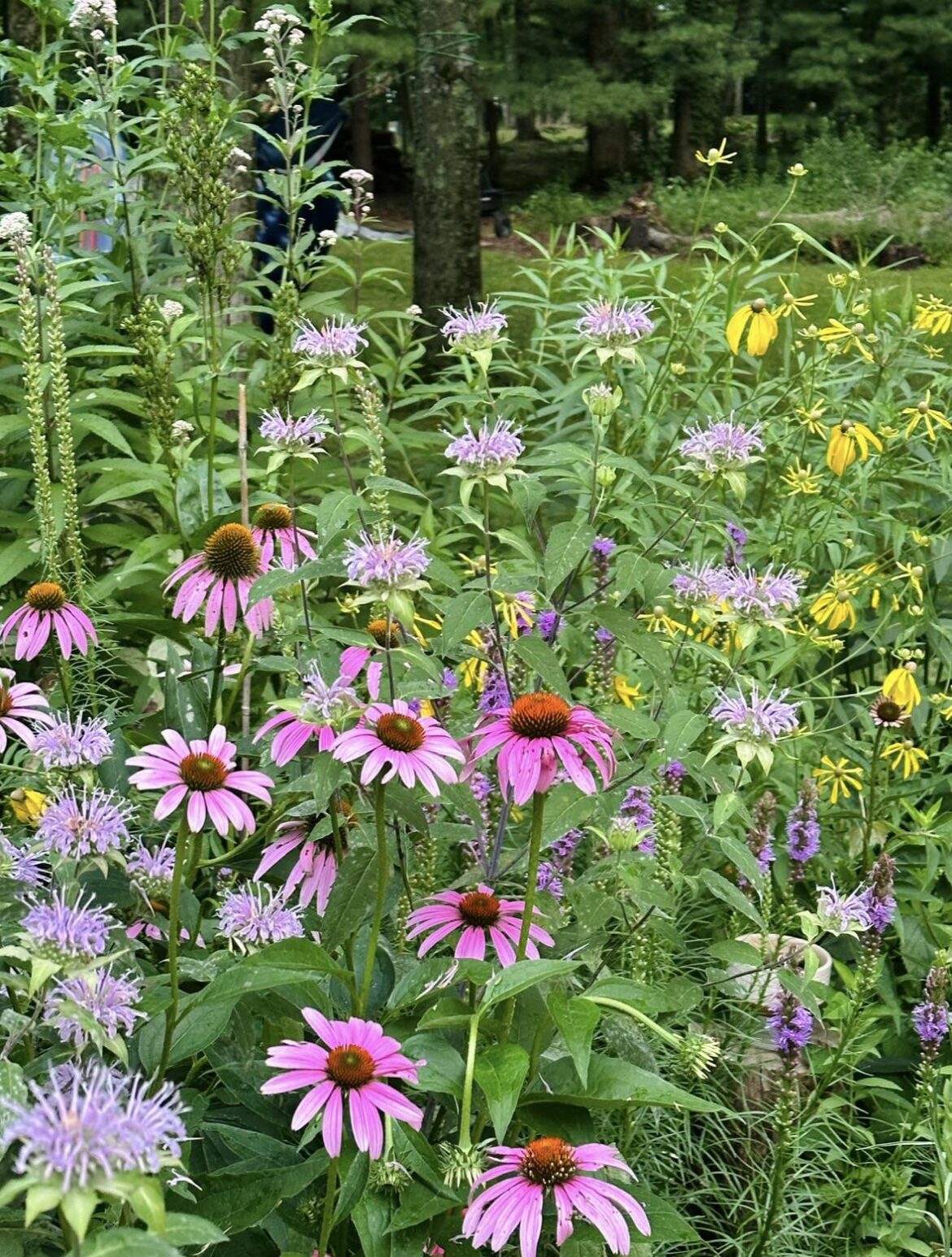 Pinching natives to promote bushier plants?