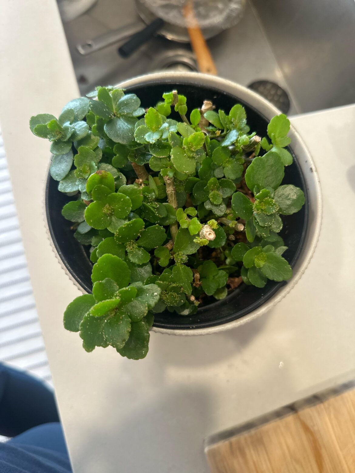 What is this white growth on my plant?