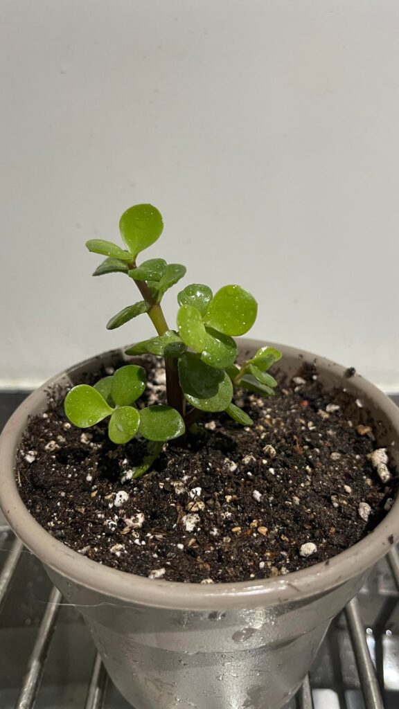Tips for my elephant bush