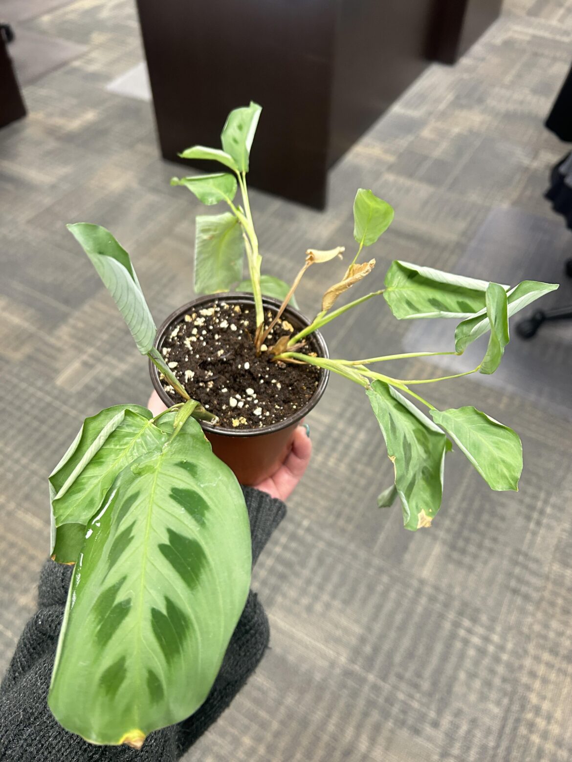 Pray for this prayer plant Pray for this prayer plant