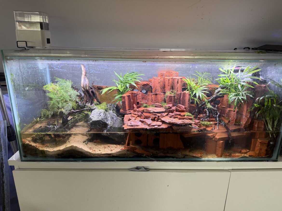Temple ruins, rainbow crab paludarium