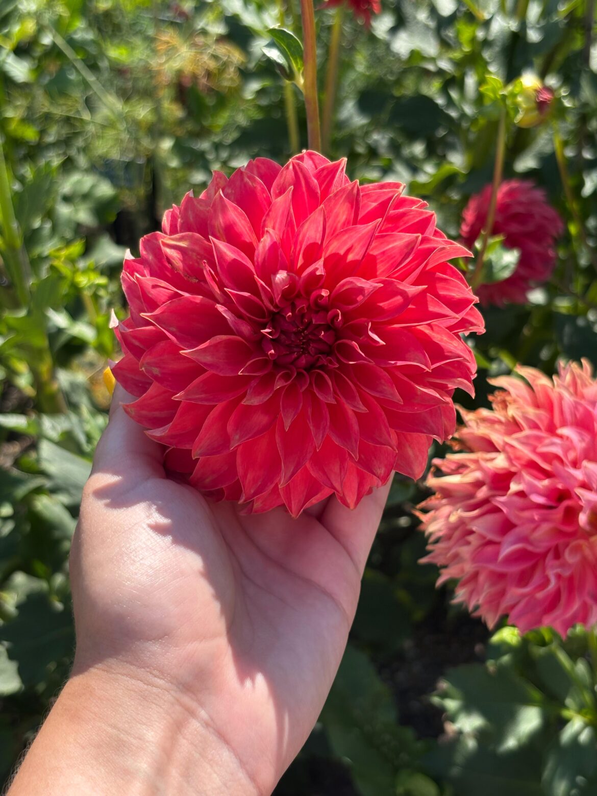 What flower is this?