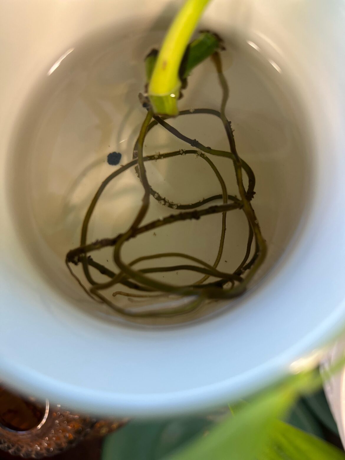 White spikey spots on pothos prop roots