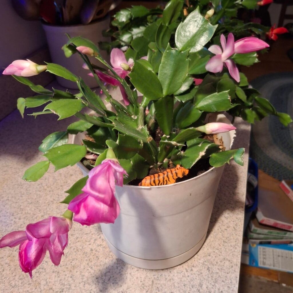My Thanksgiving Cacti Are Blooming in March