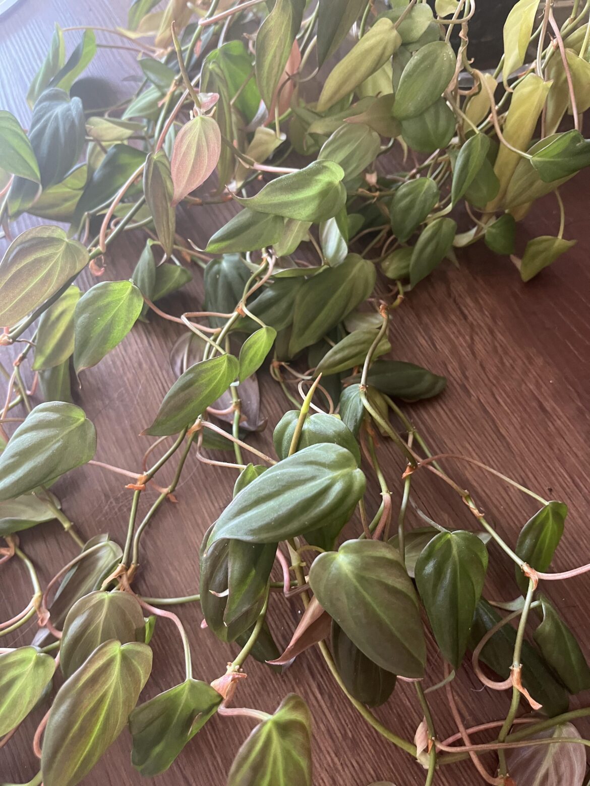 How do yall clean your velvet leaf plants? How do yall clean your velvet leaf plants?