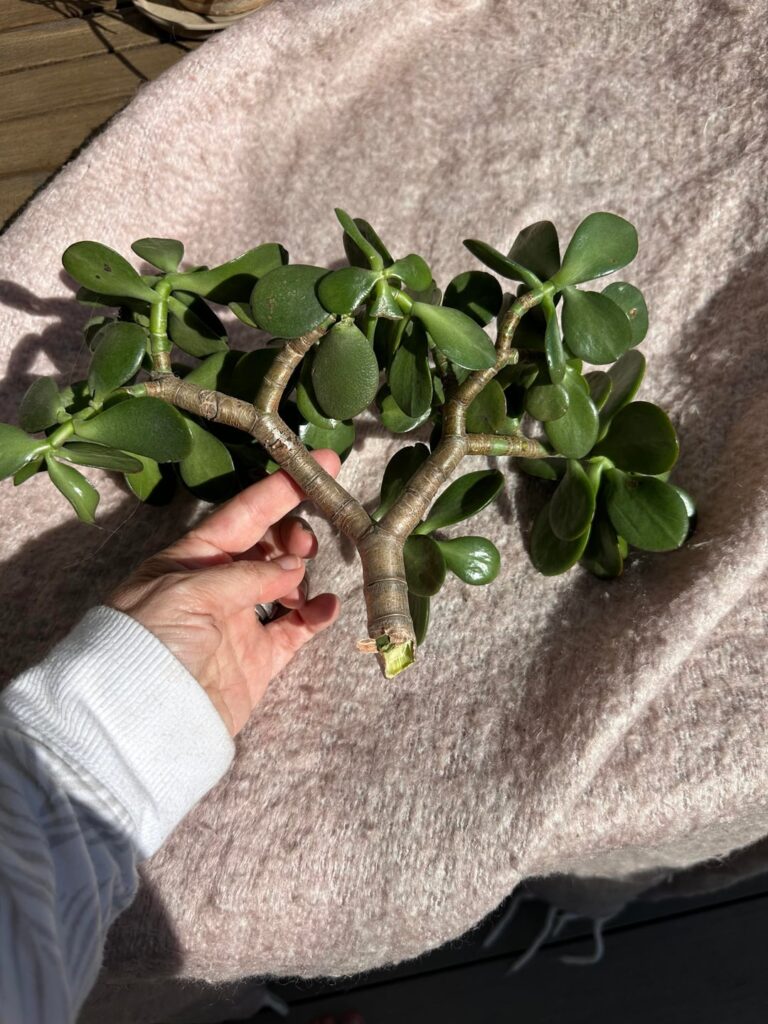 Jade on the roadside
