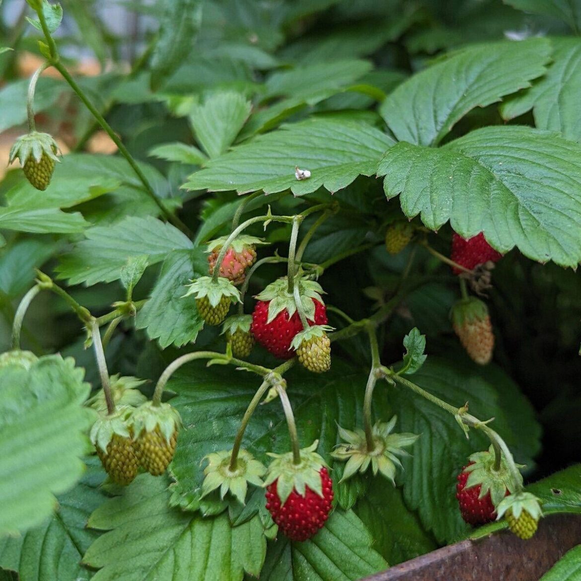 Alpine Strawberry Makes Spectacular Hanging Baskets