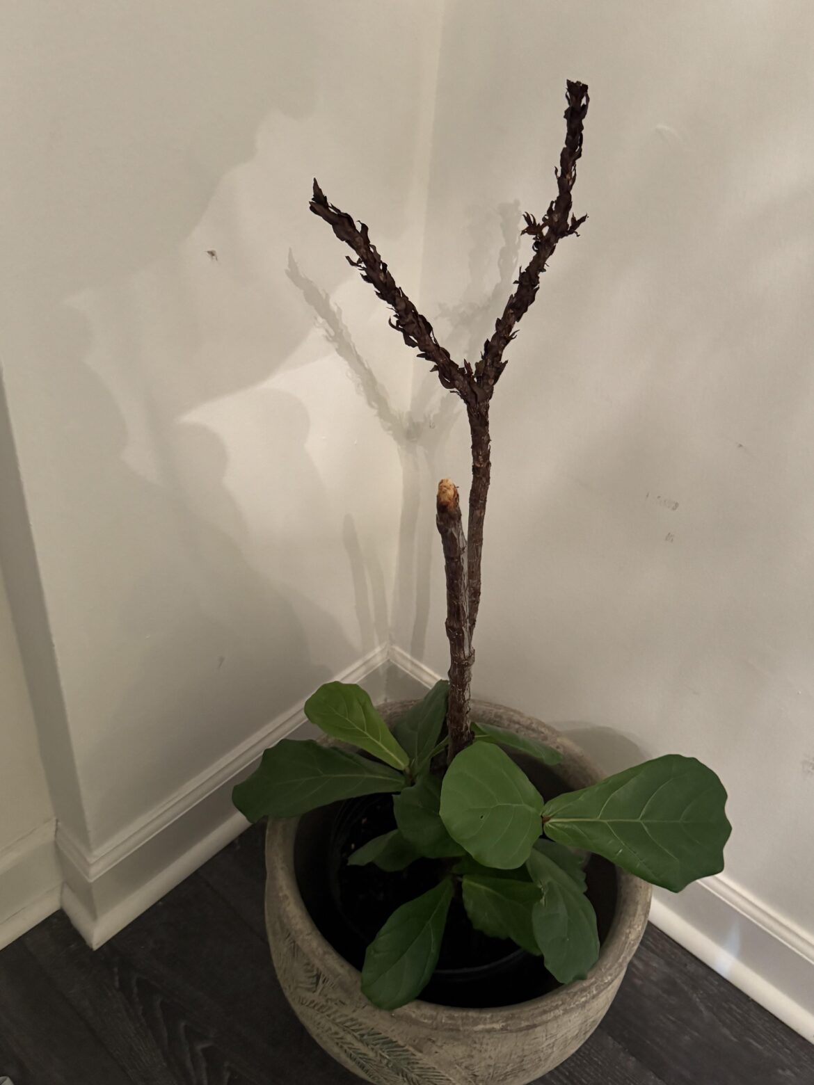 Help with my moms fig!