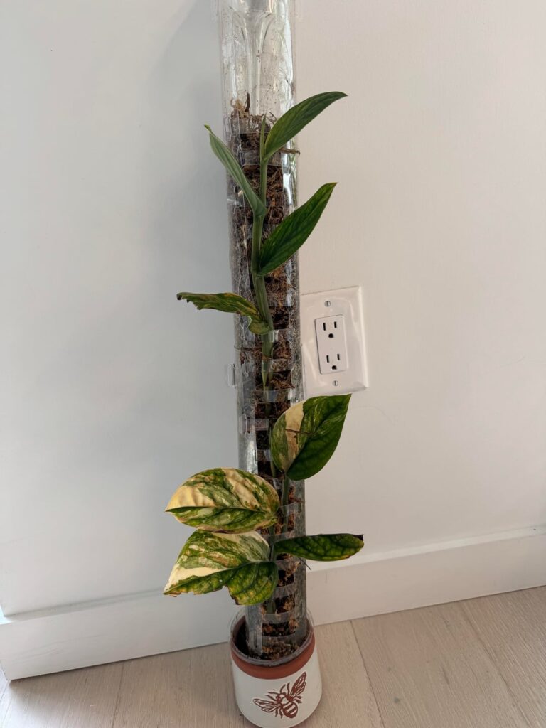 Help me fix my ugly Peru