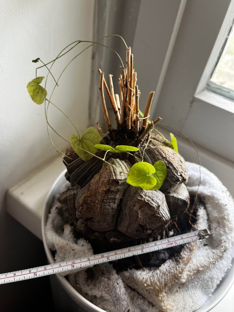 Advice needed. Dioscorea Elephantipes