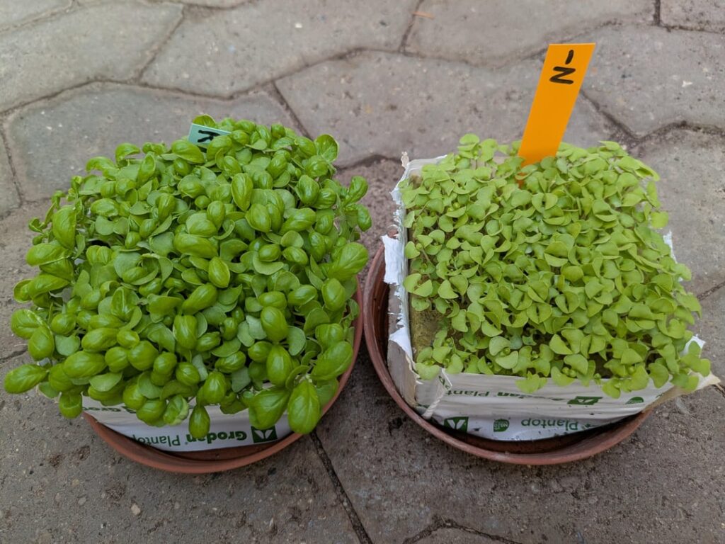 Did an experiment on with some fertilizer mixes in basil, shows the effects of too little of some nutrients.
