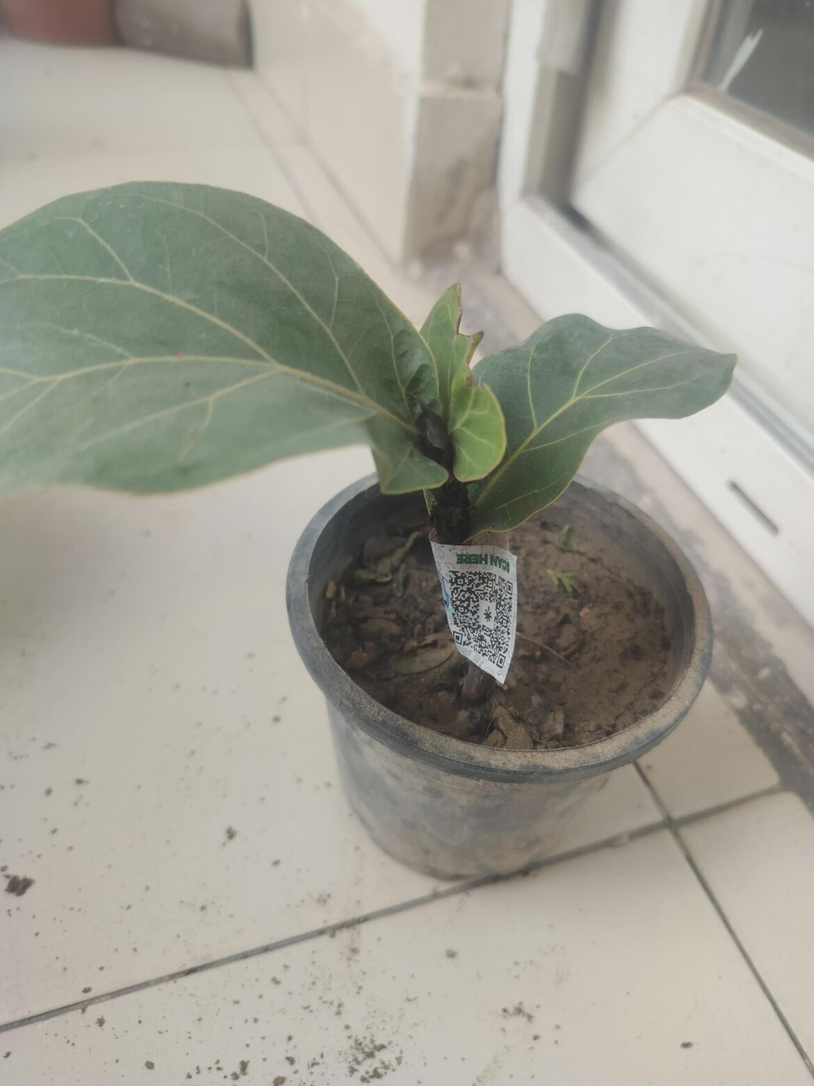 Got this baby. I am bad at planting so guide me how to proceed.