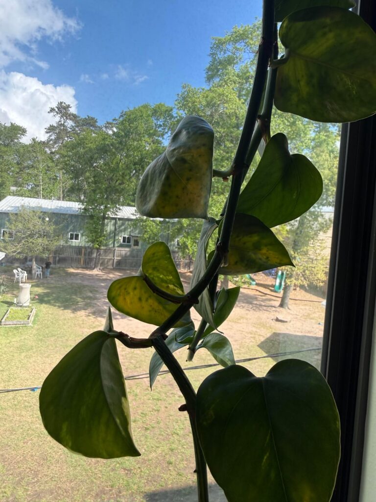 Can someone tell me what’s wrong with my Pothos?
