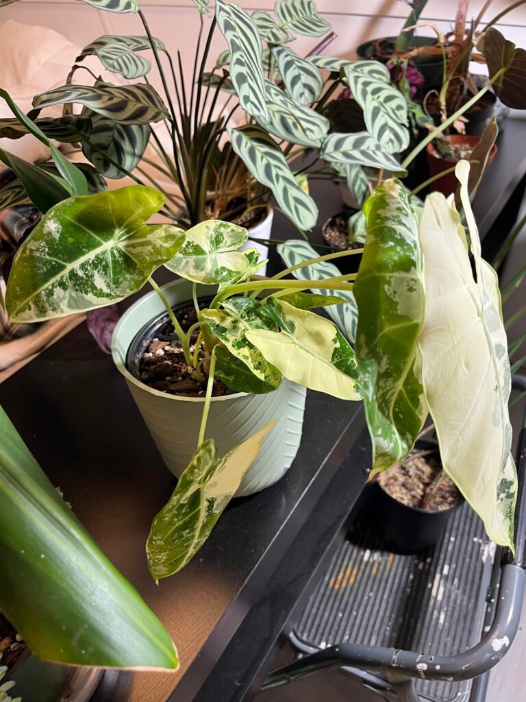 Variegated frydek not doing to great :(