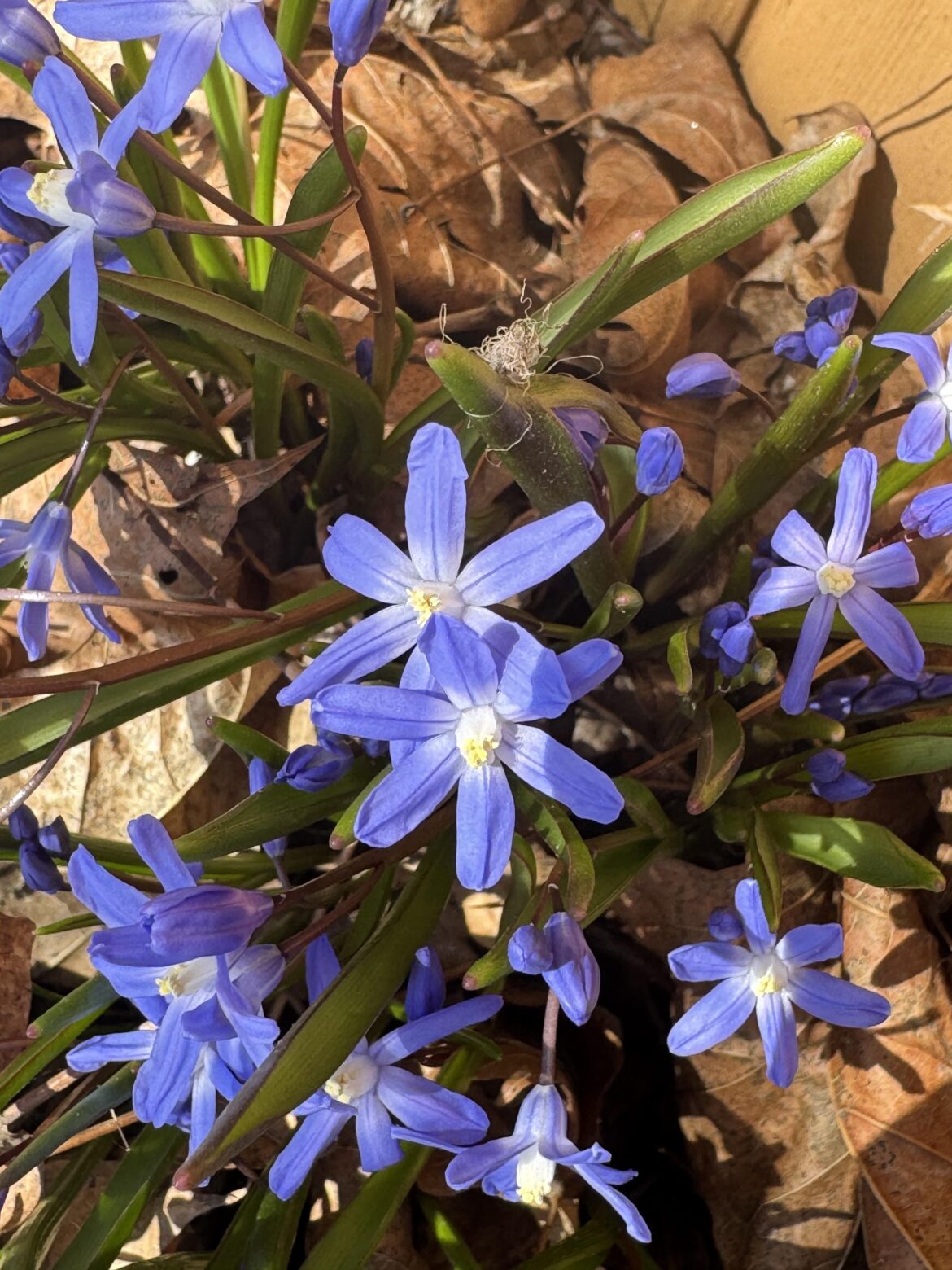 I always find these in the spring (in Wisconsin). What are they?