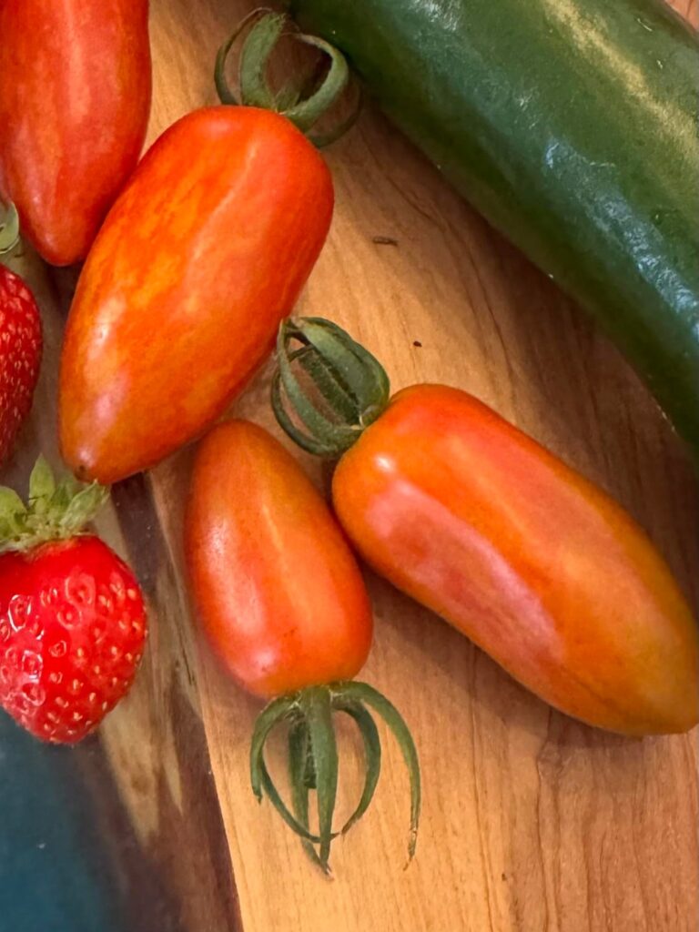 What kind of tomato are these? What kind of tomato are these?
