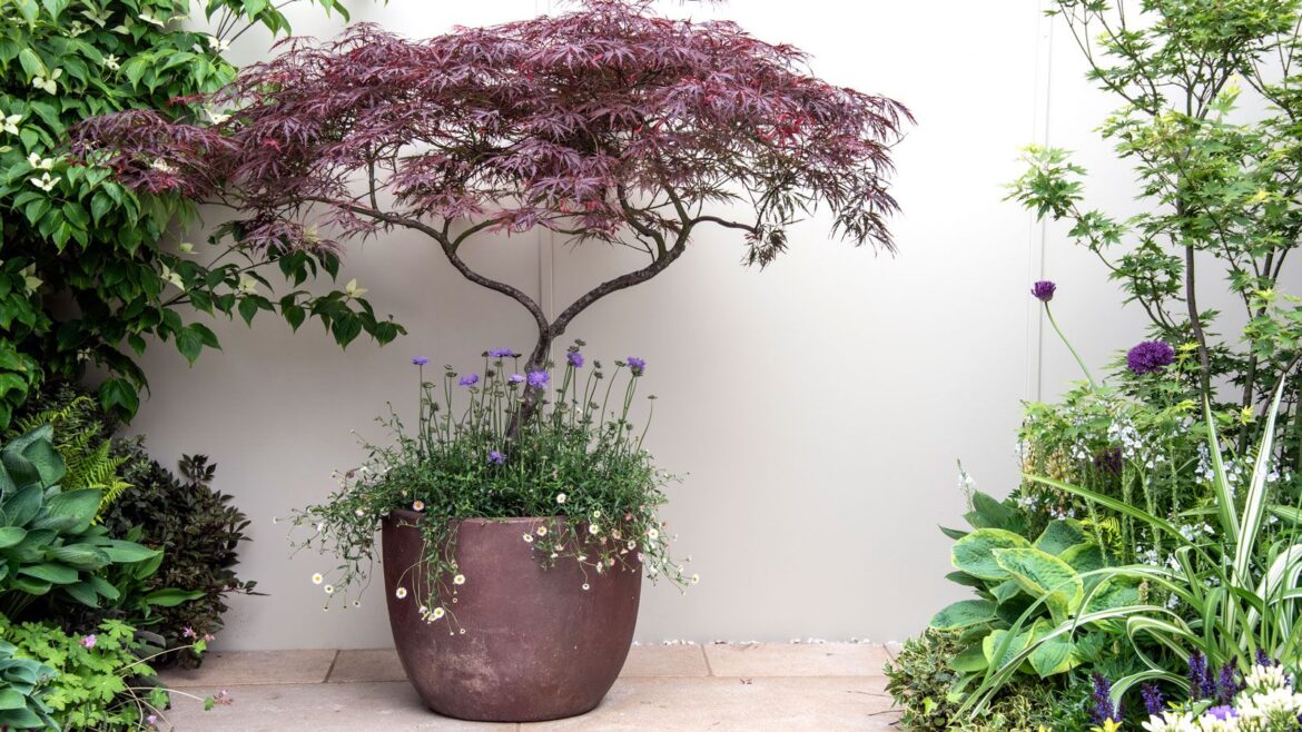 Container Gardening Tricks Designers Use to Make Small Patios Feel Expensive acer planted in copper container, underplanted with mexican fleabane and scabious, on patio pavers with borders of plants including hostas