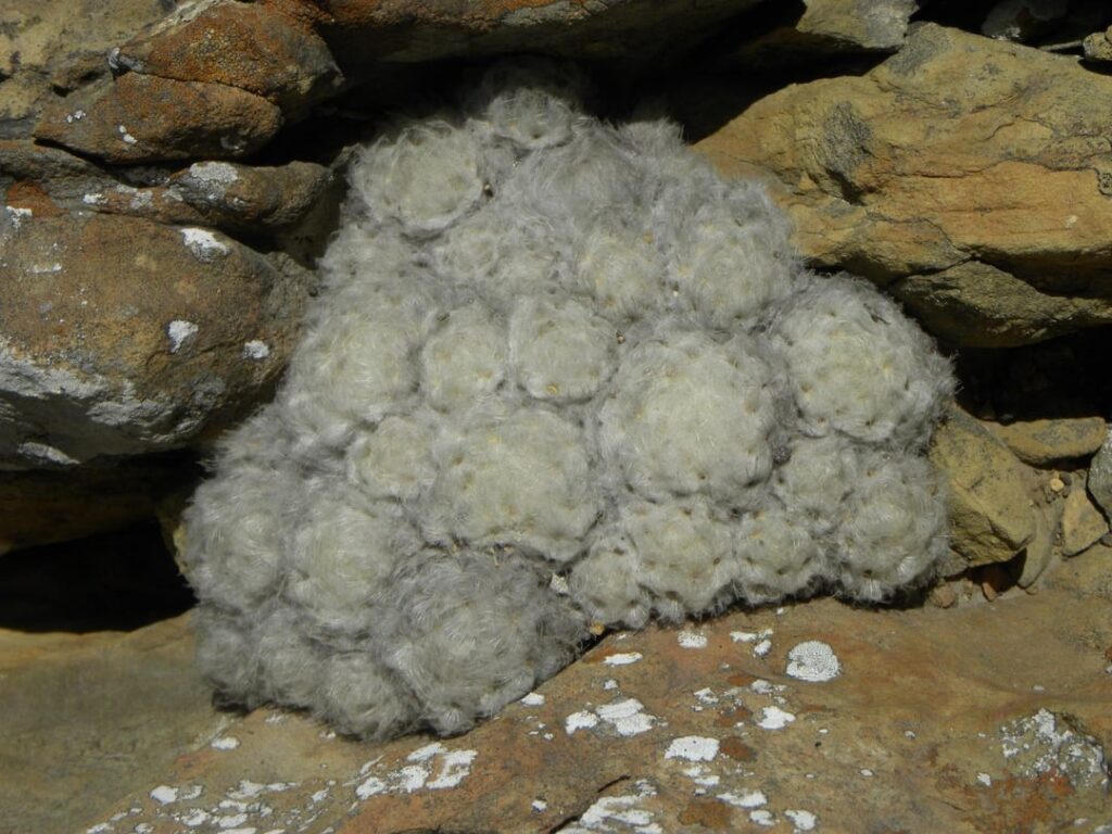 Natural habitat Mammilaria plumosa