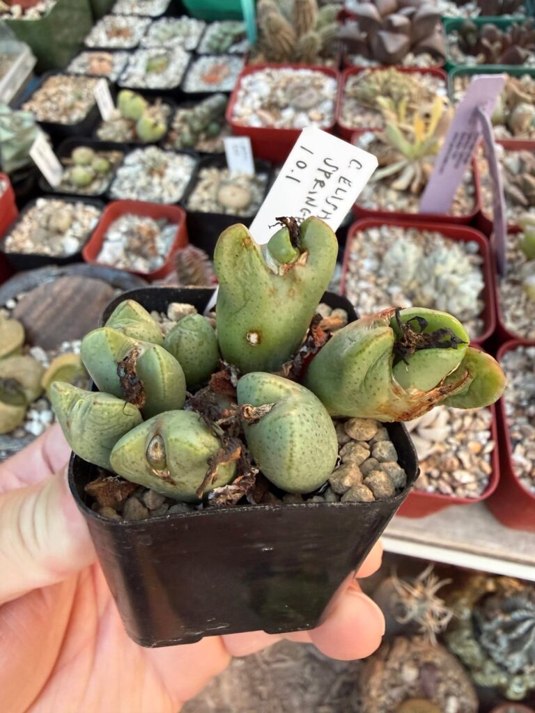 C. bilobum var. elishae