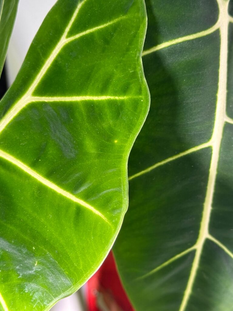 Are these light burns?