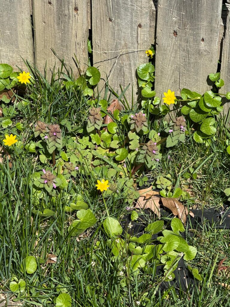 New to the idea of no lawns New to the idea of no lawns