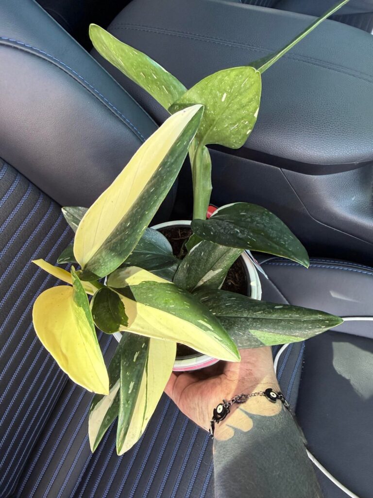 Picked up these beauties today