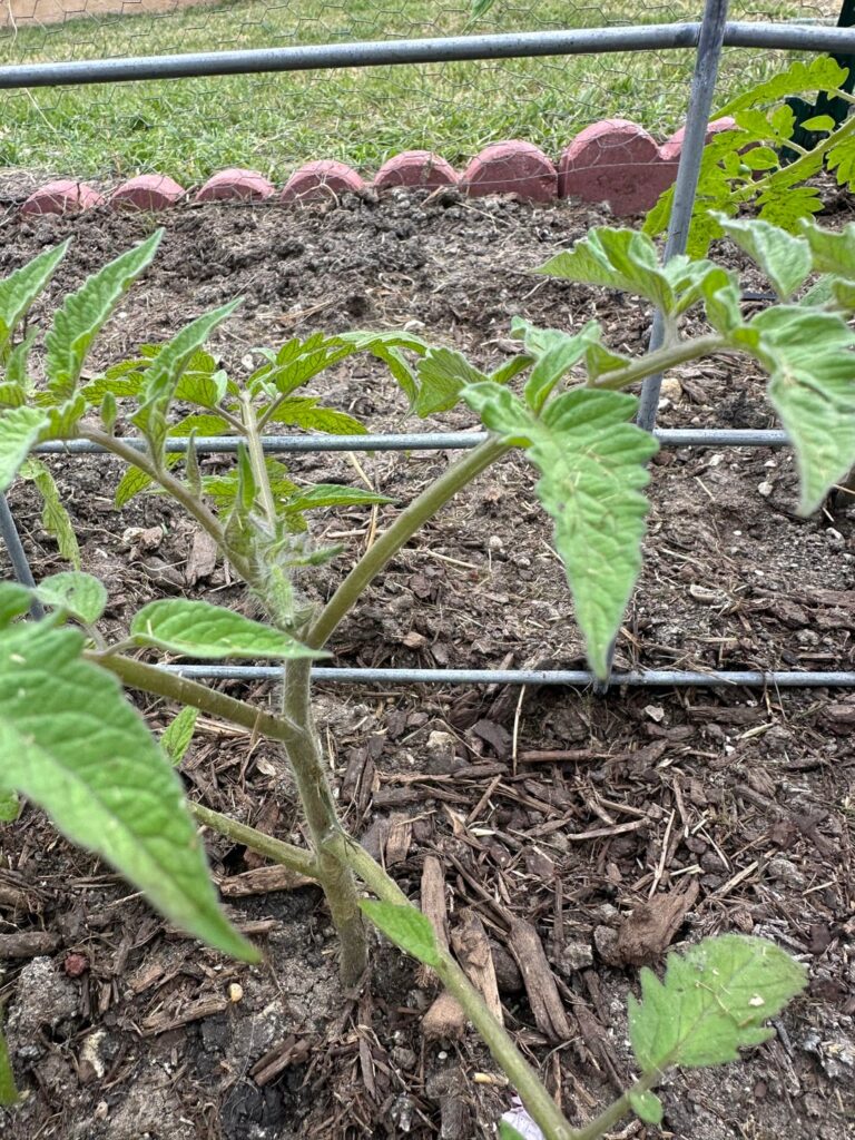 Prune now or wait?