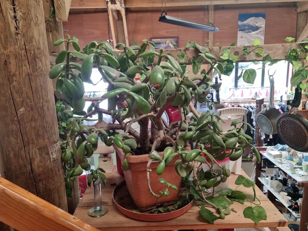 Tried propogating off the Jade tree at work