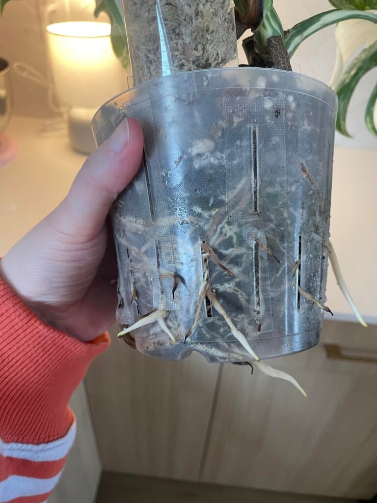 Repot ? - monstera Albo