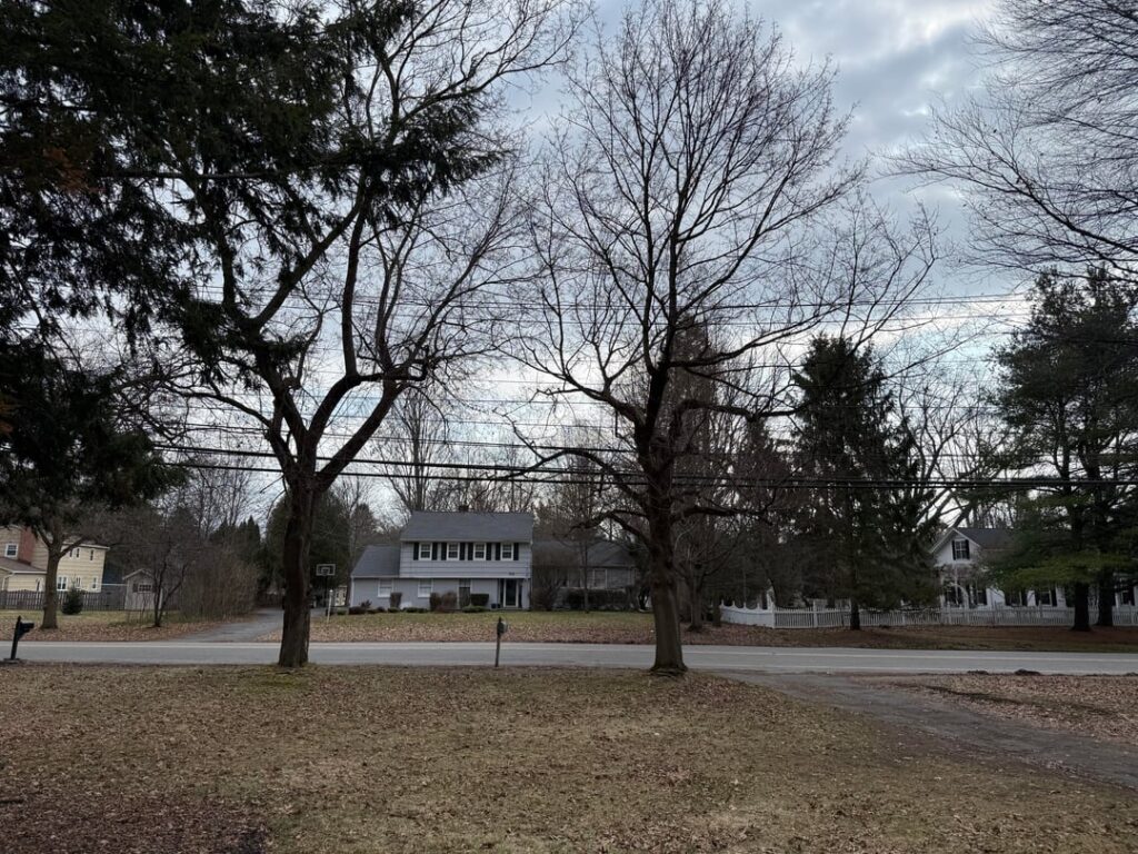 City wants to remove these 2 invasive Norway maples to redo the sidewalk and they’ve offered to plant 2 others for free. What do you recommend? City wants to remove these 2 invasive Norway maples to redo the sidewalk and they’ve offered to plant 2 others for free. What do you recommend?