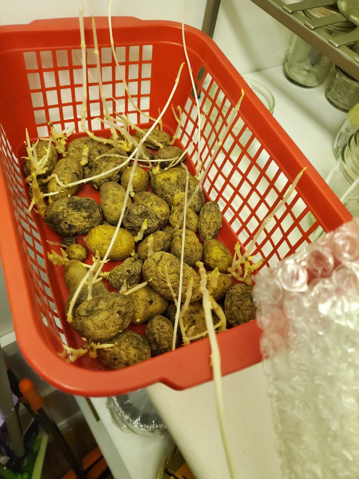 Worth it to plant? Worth it to plant?