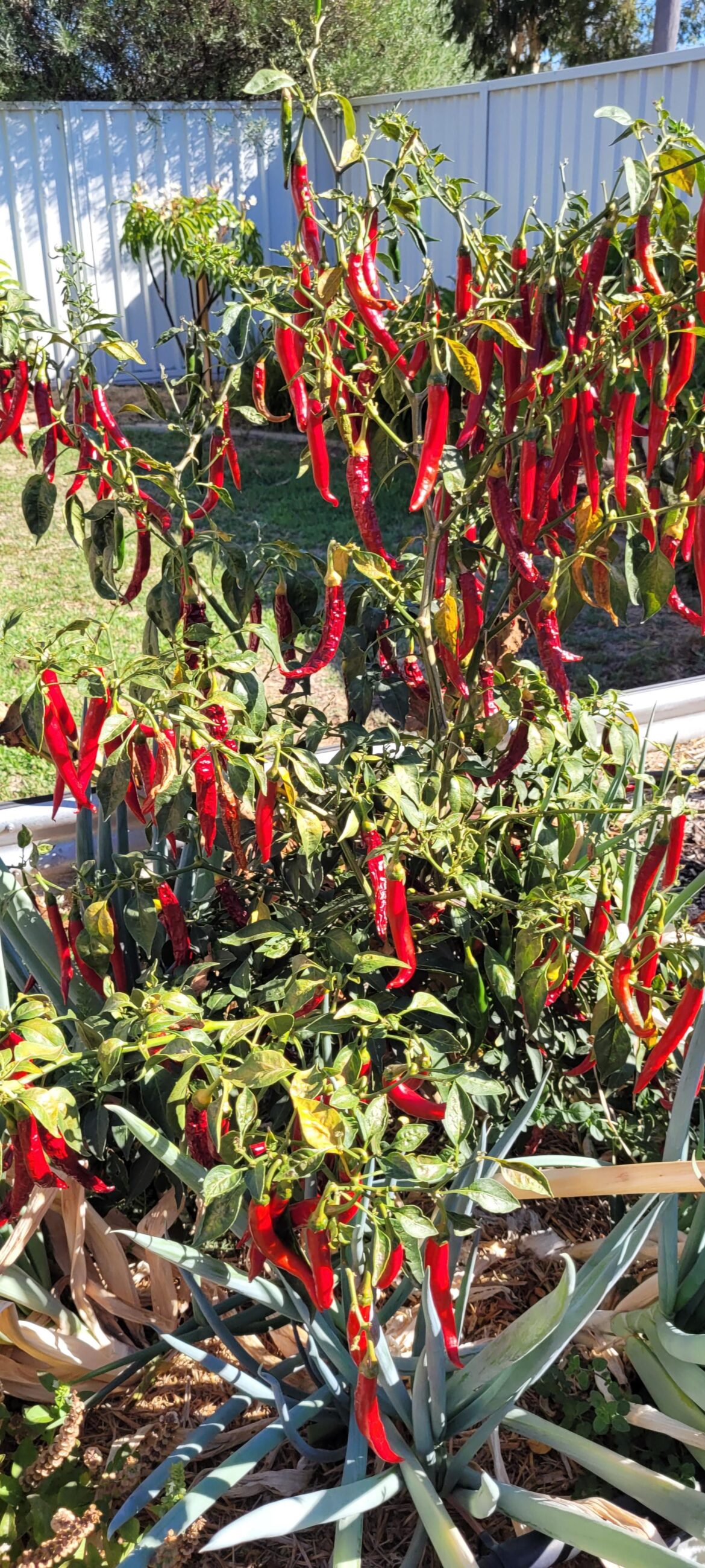 I am physically incapable of eating this many chillis, any suggestions before half of them go into the compost?