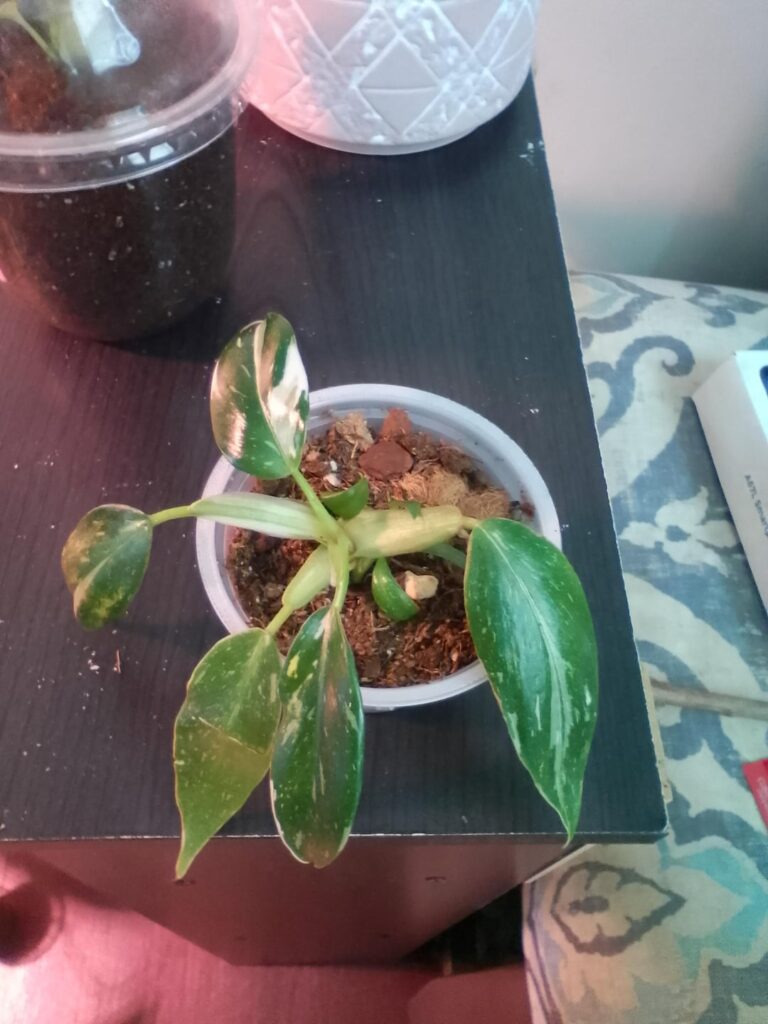 My white princess philodendron isn't growing 😞