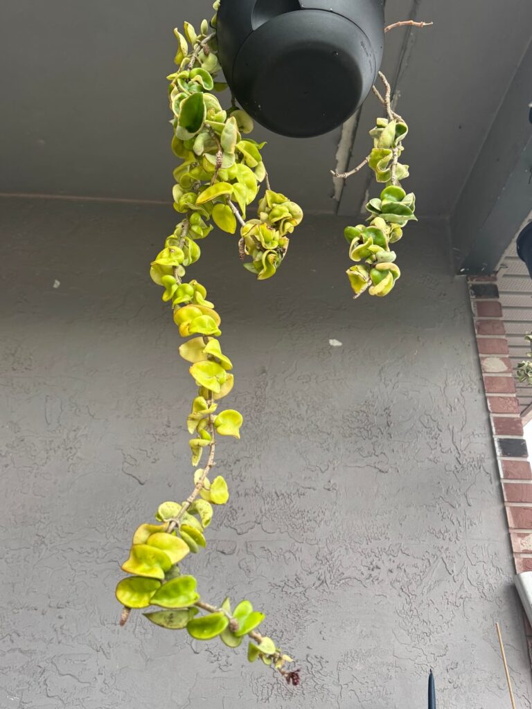 hoya compacta is a neon yellow hoya compacta is a neon yellow