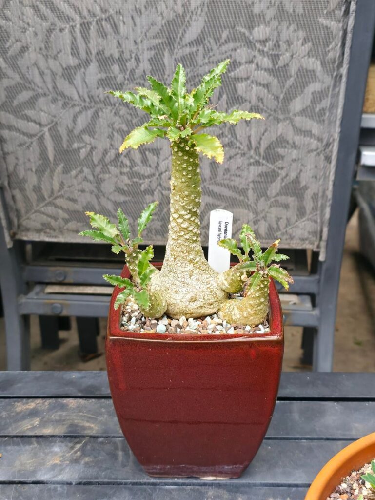 Dorstenia Lavrania - 1 month update after repot shock