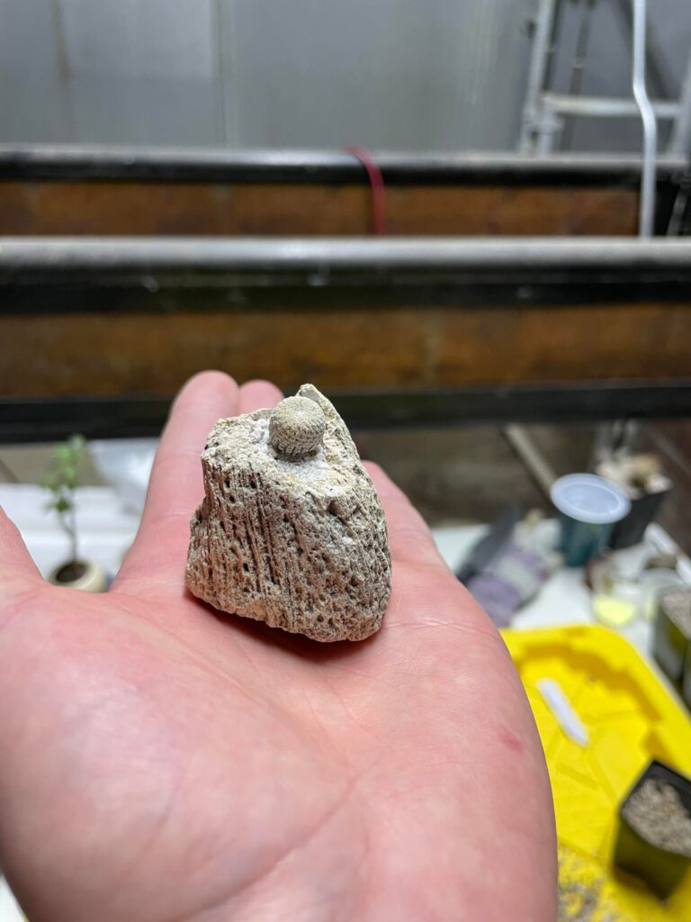 I like to make pots from rocks I find: Epithelantha micromeris