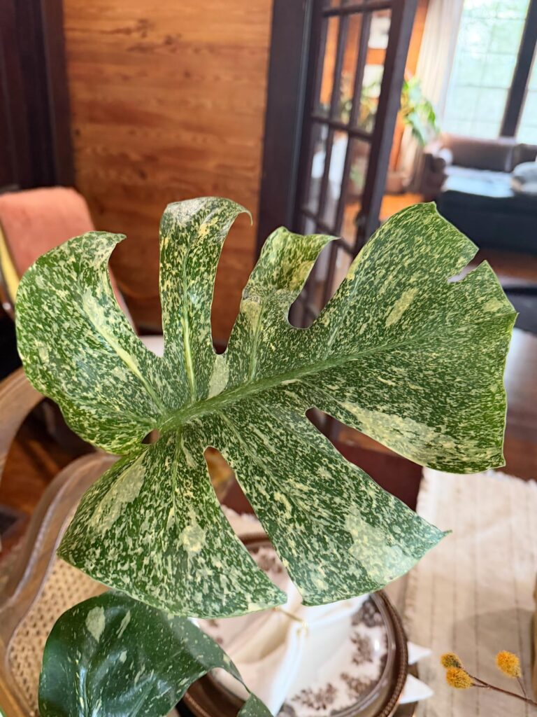 found a monstera wagyu at HD