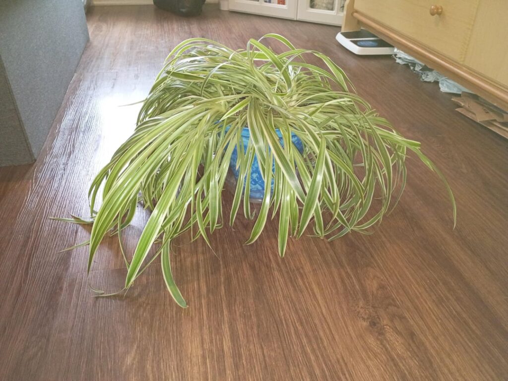 I changed the pot and now it’s drooping I changed the pot and now it's drooping
