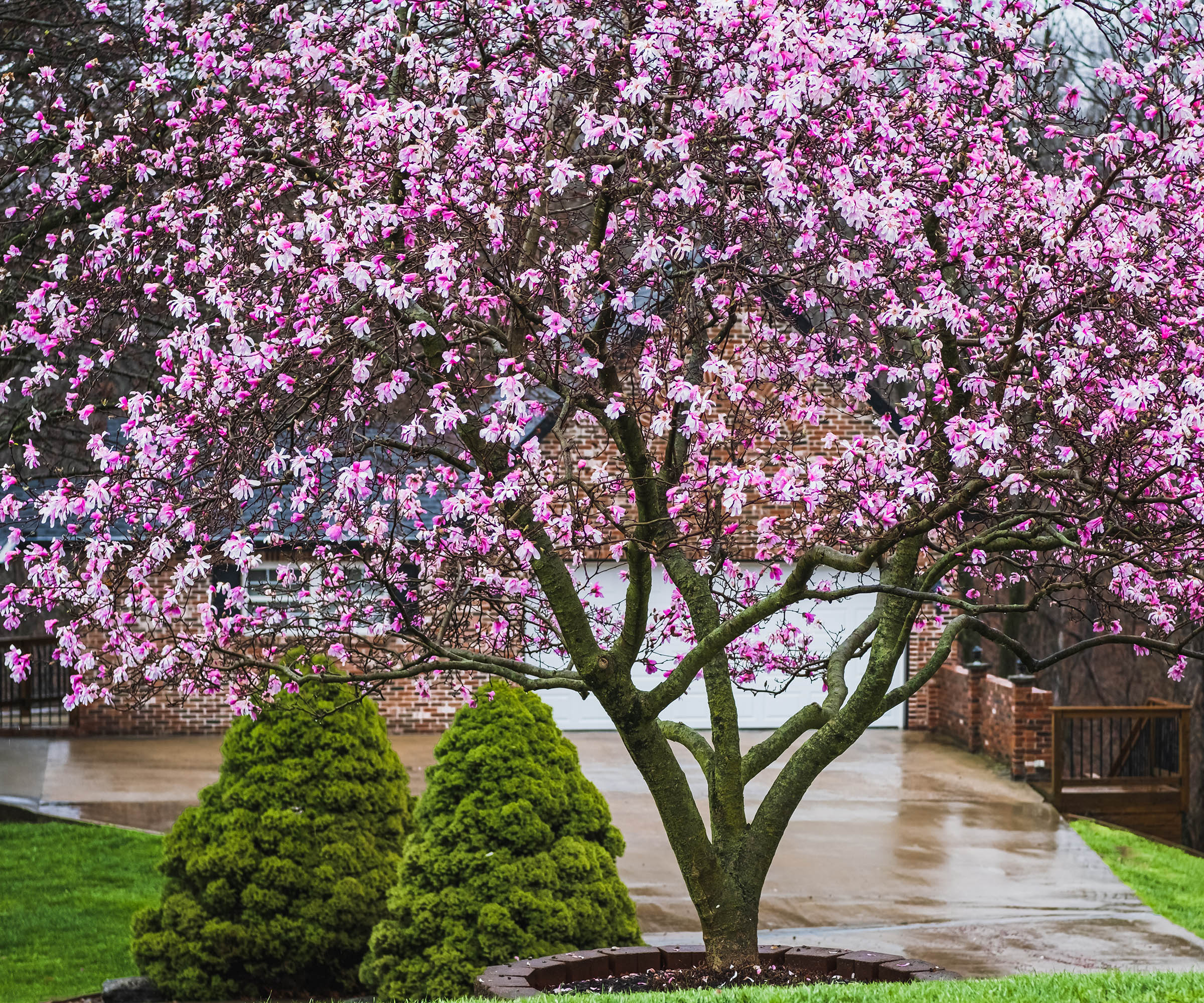 view of blooming magnolia tree in the rain in front yard of Midwestern suburb in spring